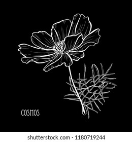Decorative cosmos flowers, design elements. Can be used for cards, invitations, banners, posters, print design. Floral background in line art style