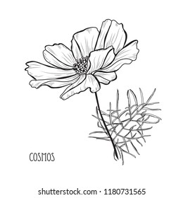 Decorative cosmos flowers, design elements. Can be used for cards, invitations, banners, posters, print design. Floral background in line art style