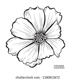 Decorative cosmos flowers, design elements. Can be used for cards, invitations, banners, posters, print design. Floral background in line art style