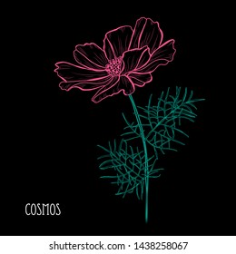 Decorative  cosmos flowers, design elements.  