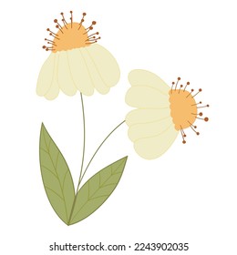 Decorative Cream Summer Daisy. Vector Yellow Spring Daisy.