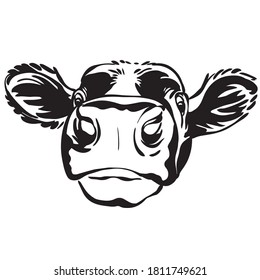 Decorative cute portrait of calf vector illustration in black color isolated on white background. Engraving template image for design, stickers, print and tattoo.