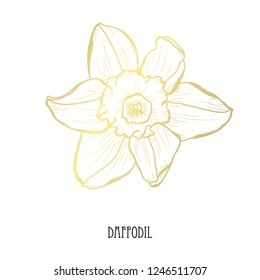 Decorative daffodil flower, design element. Can be used for cards, invitations, banners, posters, print design. Golden flowers