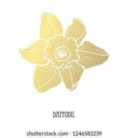 Decorative daffodil flower, design element. Can be used for cards, invitations, banners, posters, print design. Golden flowers