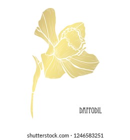 Decorative daffodil flower, design element. Can be used for cards, invitations, banners, posters, print design. Golden flowers