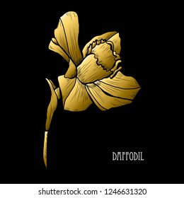 Decorative daffodil flower, design element. Can be used for cards, invitations, banners, posters, print design. Golden flowers