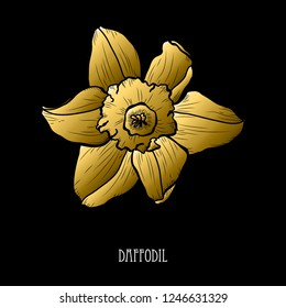 Decorative daffodil flower, design element. Can be used for cards, invitations, banners, posters, print design. Golden flowers