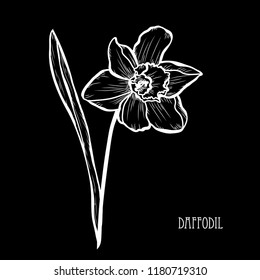 Decorative daffodil flowers, design elements. Can be used for cards, invitations, banners, posters, print design. Floral background in line art style