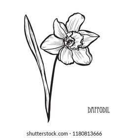 Decorative daffodil flowers, design elements. Can be used for cards, invitations, banners, posters, print design. Floral background in line art style