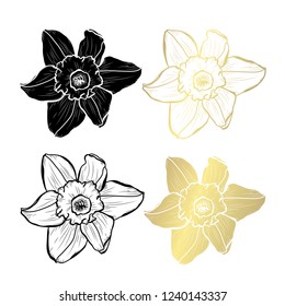 Decorative daffodil flowers, design elements. Can be used for cards, invitations, banners, posters, print design. Golden flowers