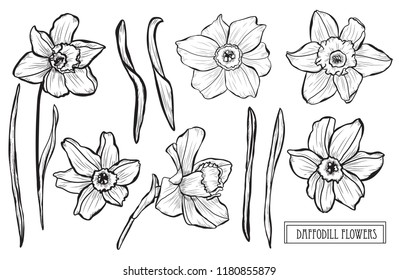 Decorative daffodil  flowers set, design elements. Can be used for cards, invitations, banners, posters, print design. Floral background in line art style