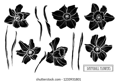 Decorative daffodil flowers set, design elements. Can be used for cards, invitations, banners, posters, print design. Floral background in line art style