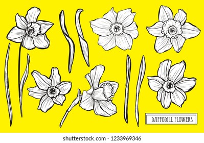 Decorative daffodil flowers set, design elements. Can be used for cards, invitations, banners, posters, print design. Floral background in line art style