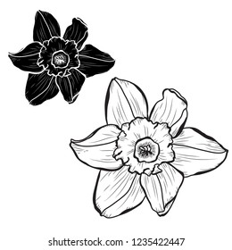 Decorative daffodil flowers set, design elements. Can be used for cards, invitations, banners, posters, print design. Floral background in line art style