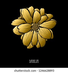 Decorative dahlia flower, design element. Can be used for cards, invitations, banners, posters, print design. Golden flowers