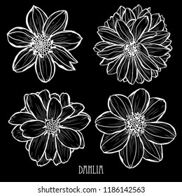 Decorative dahlia  flowers set, design elements. Can be used for cards, invitations, banners, posters, print design. Floral background in line art style