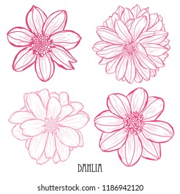 Decorative dahlia  flowers set, design elements. Can be used for cards, invitations, banners, posters, print design. Floral background in line art style