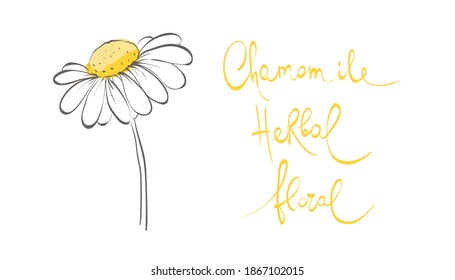 Decorative daisies. Set vector design elements, calligraphy and chamomile.	