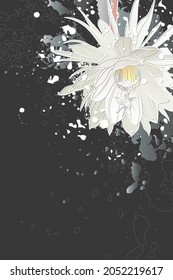 Fondo oscuro decorativo con flor de cactus. Cactus de tubo holandés (Epiphyllum oxypetalum). Diseño de plantilla de tarjeta. Ilustración vectorial.