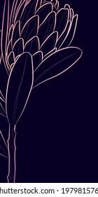 Fondo oscuro decorativo con flor de protea. Diseño de plantilla de tarjeta. Ilustración vectorial.
