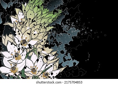 Decorative dark background with white flowers (Ornithogalum narbonense). Card template design. Vector illustration.