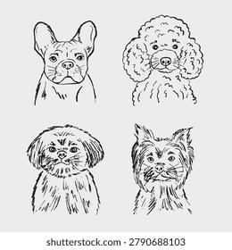 Decorative dog breed and