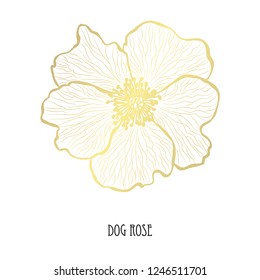 Decorative dog rose flower, design element. Can be used for cards, invitations, banners, posters, print design. Golden flowers