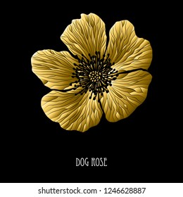 Decorative dog rose flower, design element. Can be used for cards, invitations, banners, posters, print design. Golden flowers