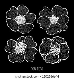 Decorative dog rose flowers, design elements. Can be used for cards, invitations, banners, posters, print design. Floral background in line art style