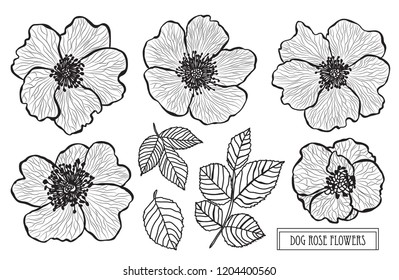 Decorative dog rose flowers set, design elements. Can be used for cards, invitations, banners, posters, print design. Floral background in line art style