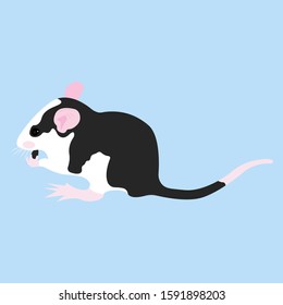 Decorative domestic rat eats a seed. Rat on a blue background