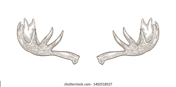 Moose Palmate Antlers Images Stock Photos Vectors Shutterstock