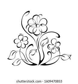 decorative element with blooming flowers on stems with leaves and curls in black lines on a white background