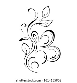 decorative element with curls and leaves in black lines on white background