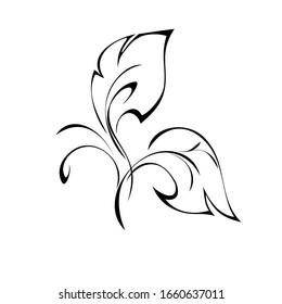 decorative element with stylized leaves and curls in black lines on a white background