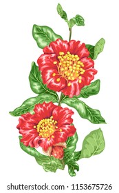 Decorative element in vector of pomegranate blooming flowers on the branch with juicy green leaves