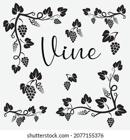 Decorative element from the vine on a white background. Branch of grapes. Vector illustration.