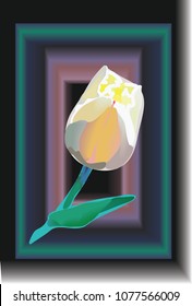  Decorative element white tulip. For design