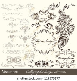 Decorative elements for elegant design. Calligraphic vector