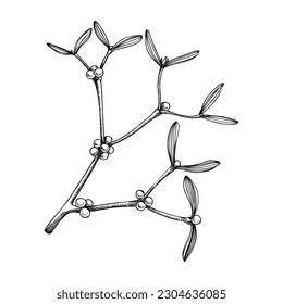 Esbozo decorativo de plantas verdes. Dibujo de bifurcación de mistletoe. Elemento botánico dibujado a mano en estilo esbozado. Ilustraciones de hojas de invierno y bayas para el diseño navideño.
