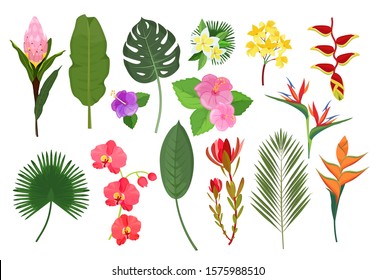 Decorative exotic flowers. Botanical leaf tropical plants bouquet for decoration vector illustration