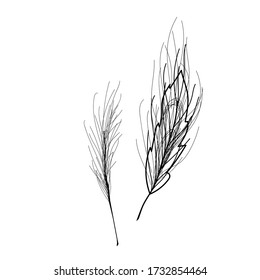 Decorative feather drawn by hand. Feathers for decoration. Accessories for decor and design, retro accessory. Ostrich feather. Vector illustration in doodle style. Isolate on a white background