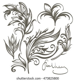 Decorative feathers set on white background. Set of contoured elements isolated on white background.