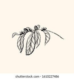 Decorative filigree style drawing, black line art design for elegant postcards, branding, logo, and merchandise. Bio coffee shops. Spring celebration. Exotic summers.