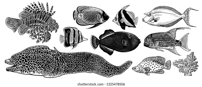 Dekorative Fische und Korallen Einzige große Menge. Seeteufel, Seeteufel, Fischchirurg, Schmetterling. Schwarz-Weiß. Vektorgrafik. Handzeichnung. Vintage-Gravur. Unterwasser-Tierwelt.