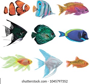 Decorative fishes - Set of vector aquarium fishes - Gold barb, paracanthurus, pterophyllum, golden fish, clown fish, black angel fish,  