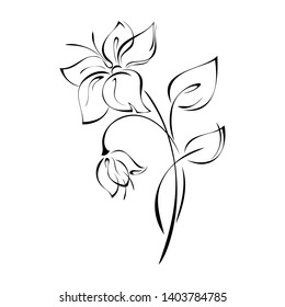 decorative flower and flower Bud on stems with leaves in black lines on white background