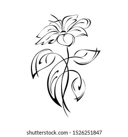 decorative flower with large petals on a stalk with leaves and curls in black lines on a white background