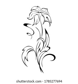 decorative flower with large petals on a stalk with leaves and curls in black lines on a white background
