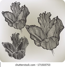 Decorative flower tulip, hand-drawing. Vector illustration.